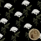 Queen Anne’s Lace | Seamless pattern | Exclusive colourways