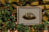 Fishbourne Toad Print