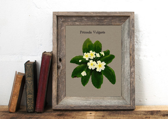 Primula Vulgaris  Primrose Print