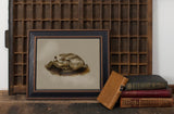 Fishbourne Toad Print